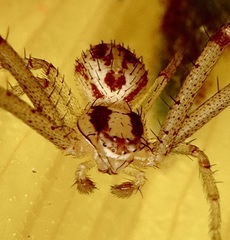 Mecaphesa californica