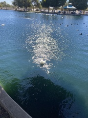 Anas platyrhynchos domesticus