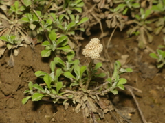 Antennaria virginica