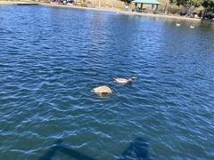 Anas platyrhynchos domesticus