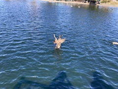 Anas platyrhynchos domesticus