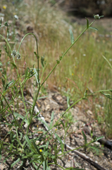 Cryptantha simulans