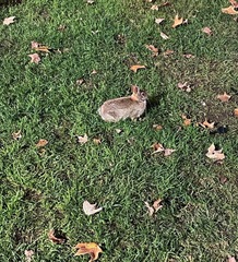Sylvilagus floridanus