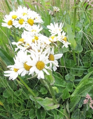 Senecio smithii
