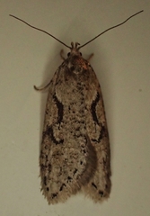 Semioscopis steinkellneriana