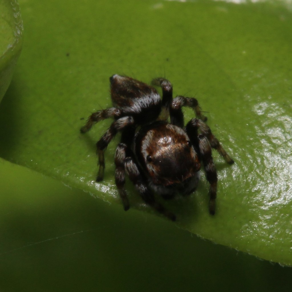 White Garland House Hopper from Graceville Parks on May 07, 2022 at 1055 AM by Natasha Taylor