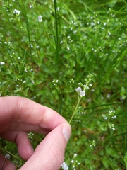 Veronica serpyllifolia