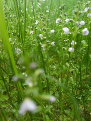 Veronica serpyllifolia