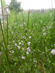 Veronica serpyllifolia