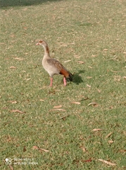 Alopochen aegyptiaca