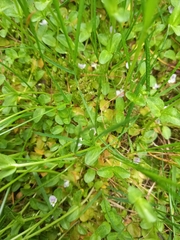 Veronica serpyllifolia