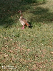Alopochen aegyptiaca