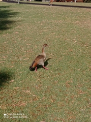 Alopochen aegyptiaca