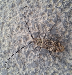 Monochamus saltuarius