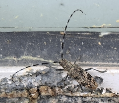 Monochamus saltuarius