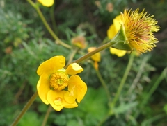 Geum magellanicum