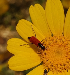 Malachius coccineus