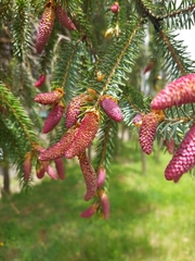 Picea brachytyla