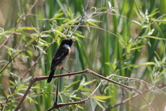 Saxicola stejnegeri