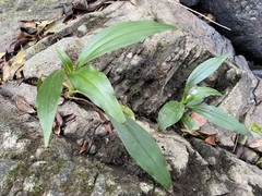 Goodyera procera