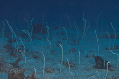 Gorgasia maculata