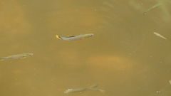 Poecilia mexicana