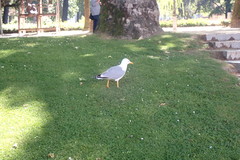Larus michahellis