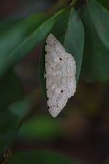 Catoria sublavaria