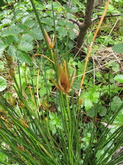 Marsippospermum grandiflorum