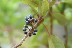 Daphniphyllum calycinum