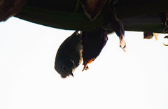 Leiothlypis crissalis