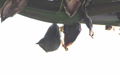 Leiothlypis crissalis