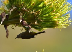 Leiothlypis crissalis