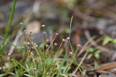 Eriocaulon buergerianum