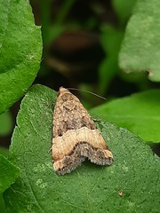 Pseudozarba bipartita