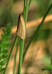 Clepsis senecionana
