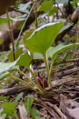 Trillium petiolatum
