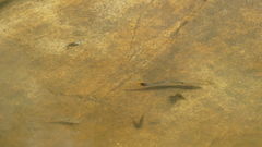 Poecilia mexicana