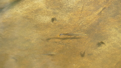 Poecilia mexicana
