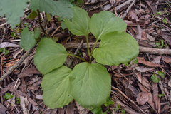 Trillium petiolatum