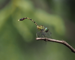 Nannophlebia injibandi