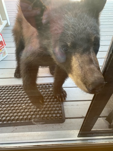 American Black Bear photographed in Connecticut