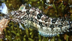 Super Klipfish photo 2