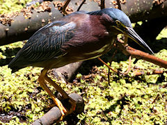 Butorides virescens image