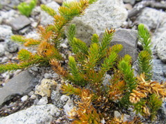 Austrolycopodium alboffii
