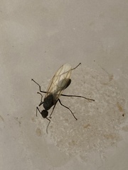 Camponotus japonicus