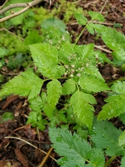 Osmorhiza purpurea