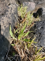 Plantago macrocarpa