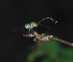 Nannophlebia injibandi