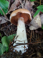 Cortinarius laniger